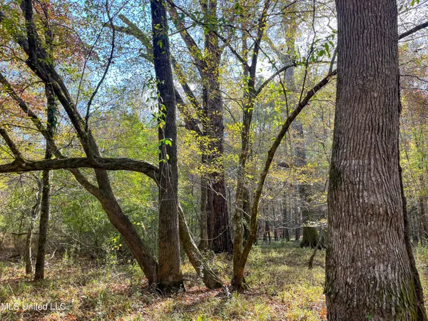 $210,080 | 80.8 Acres, Carthage, MS 39051