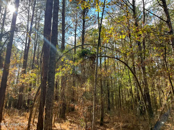 $210,080 | 80.8 Acres, Carthage, MS 39051