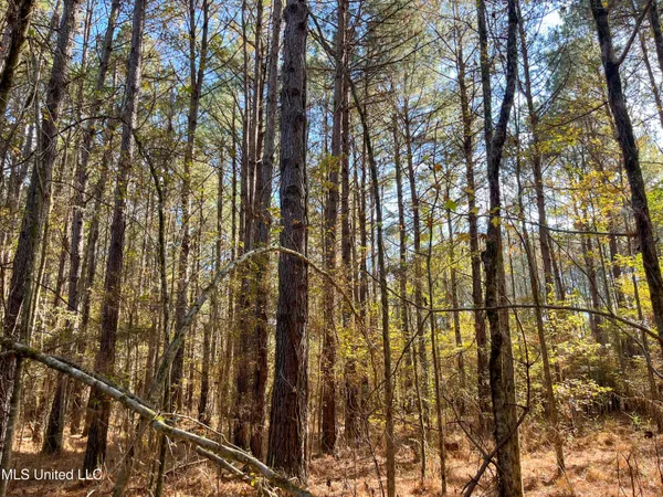 $210,080 | 80.8 Acres, Carthage, MS 39051