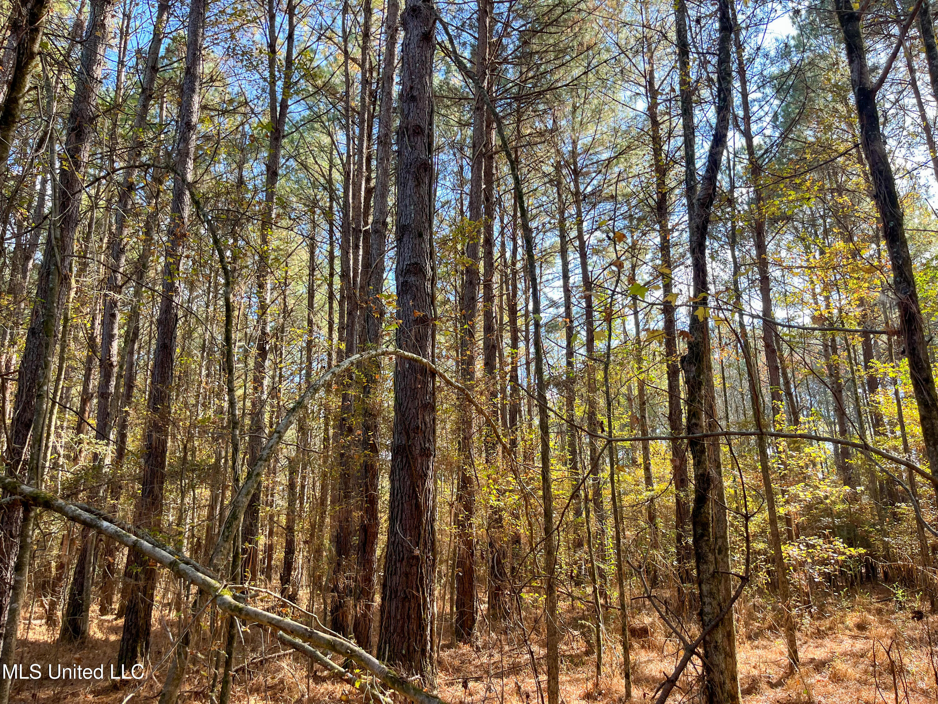 80.8 Acres Carthage, MS 39051 - Photo 55 of 68 IMG_1512