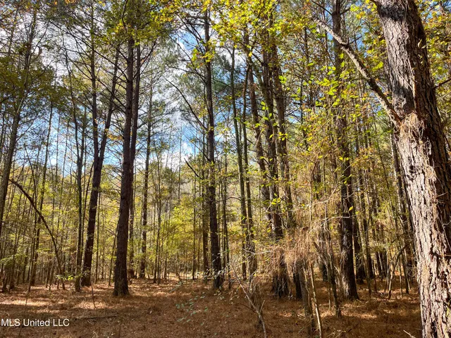 $210,080 | 80.8 Acres, Carthage, MS 39051