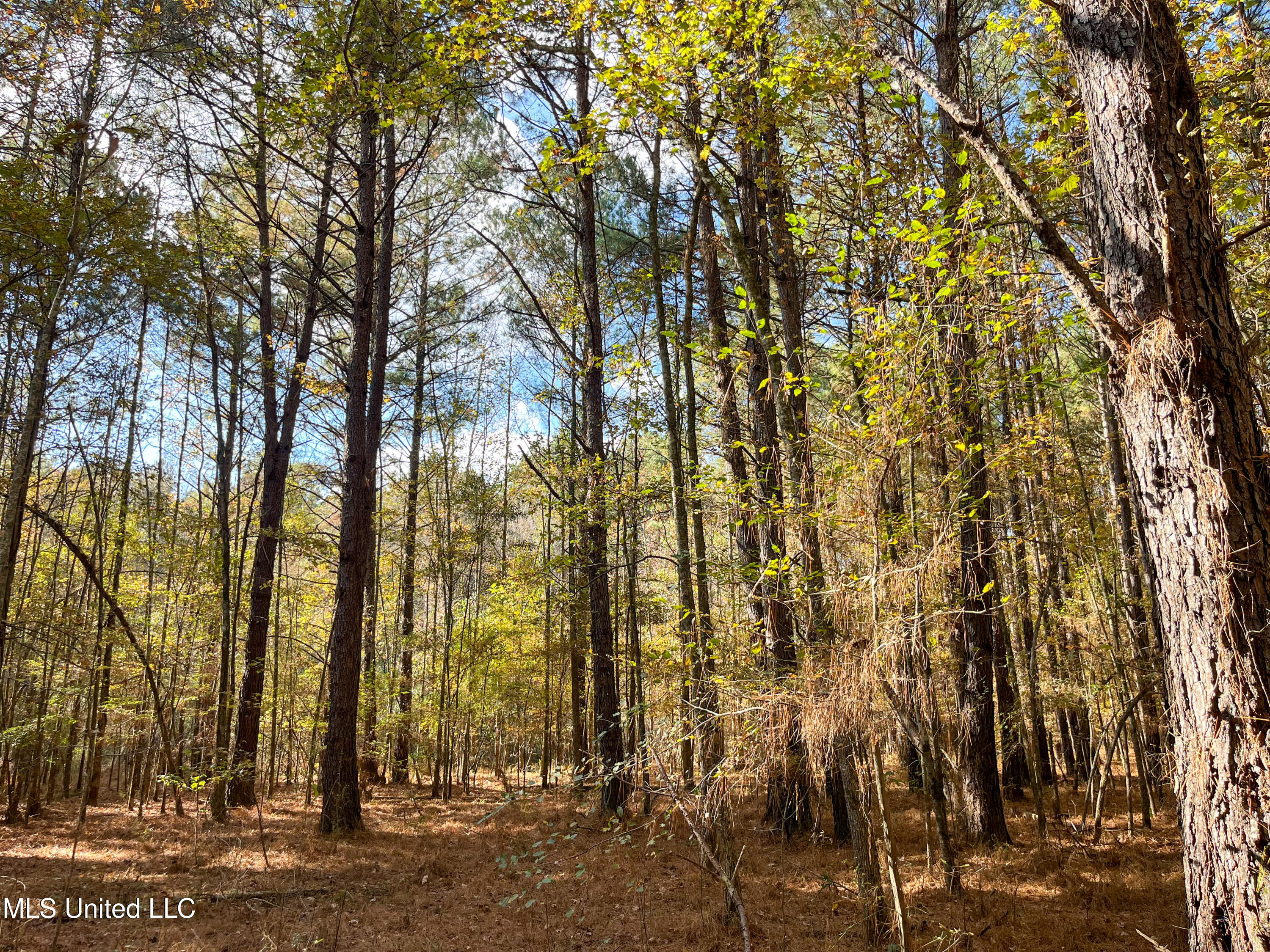 80.8 Acres Carthage, MS 39051 - Photo 56 of 68 IMG_1513