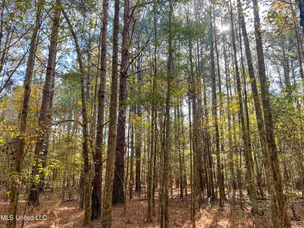 $210,080 | 80.8 Acres, Carthage, MS 39051