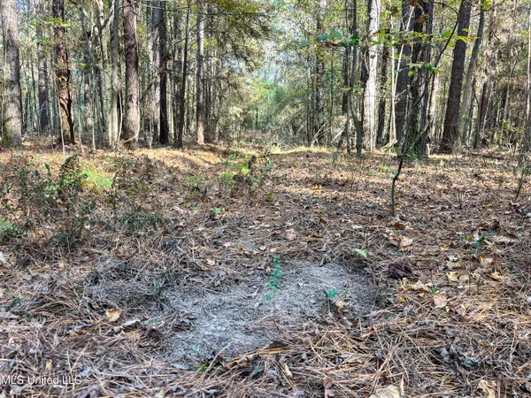 $210,080 | 80.8 Acres, Carthage, MS 39051