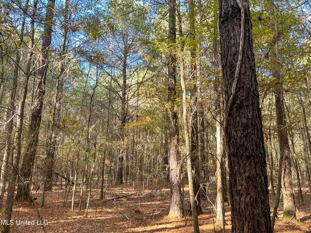 $210,080 | 80.8 Acres, Carthage, MS 39051