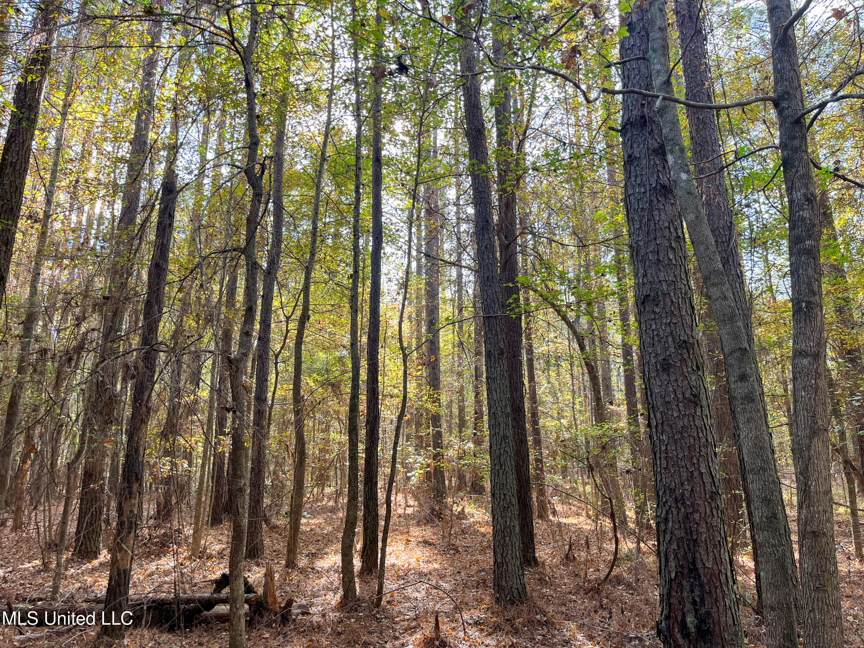 80.8 Acres Carthage, MS 39051 - Photo 60 of 68 IMG_1524