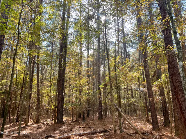 $210,080 | 80.8 Acres, Carthage, MS 39051