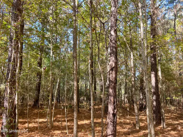 $210,080 | 80.8 Acres, Carthage, MS 39051