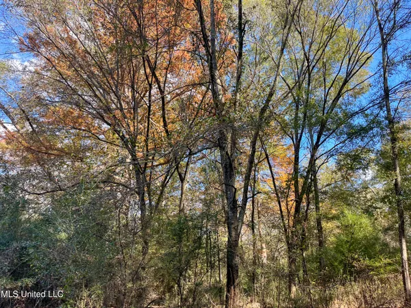 $210,080 | 80.8 Acres, Carthage, MS 39051