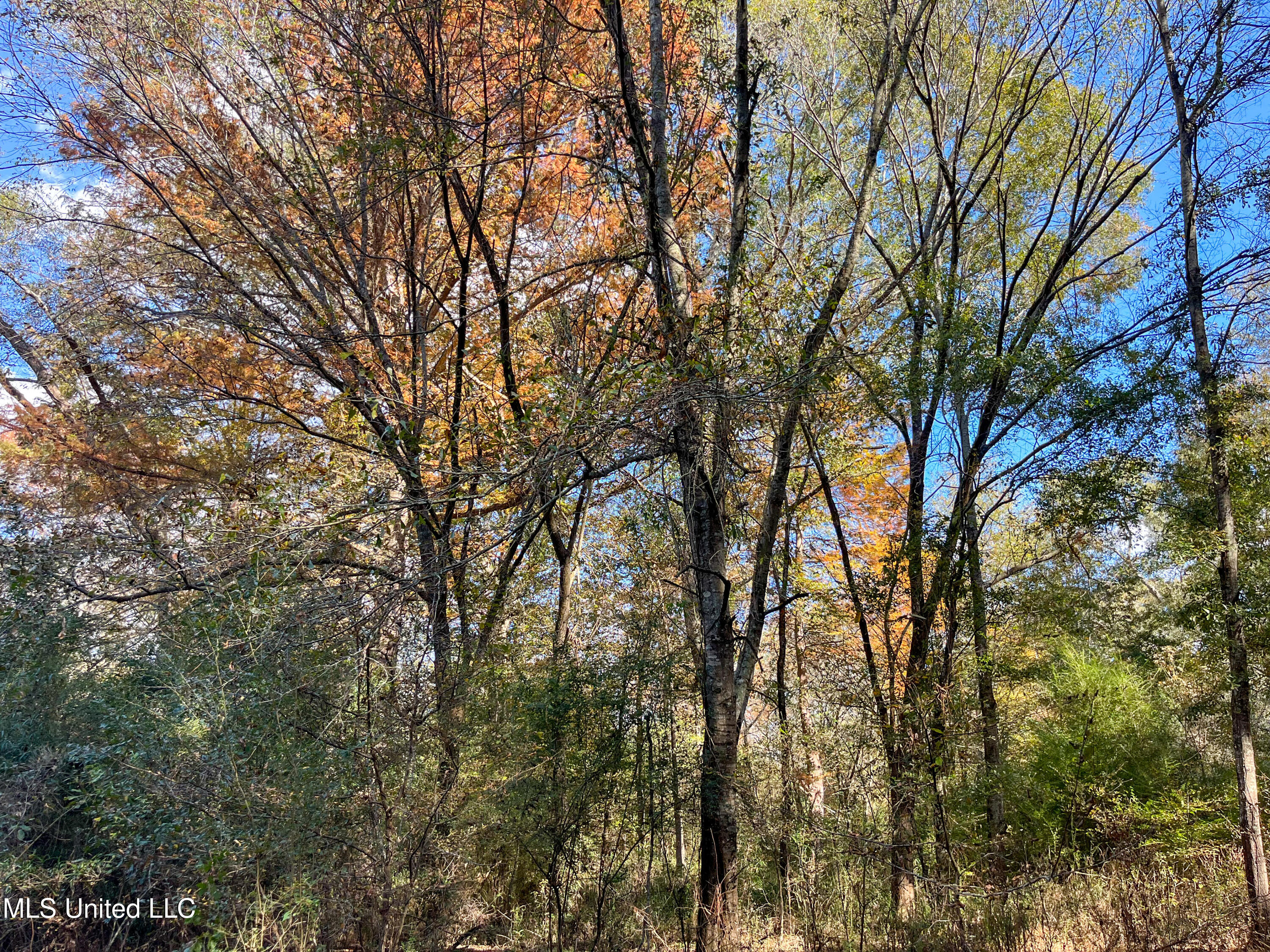 80.8 Acres Carthage, MS 39051 - Photo 9 of 68 IMG_1491
