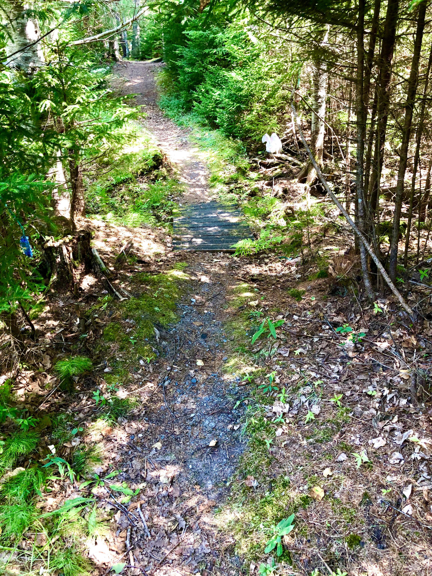 58 Daddy Johnny Road Tremont, ME 04674 - Photo 48 of 52 Path to the pond