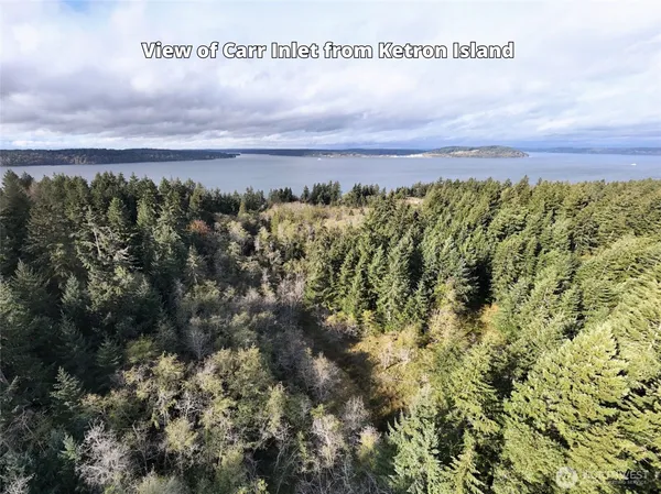 a view of a tree in the middle of a yard