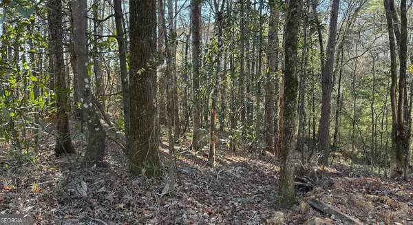 a view of forest