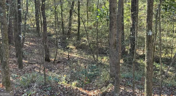 a view of a forest with trees