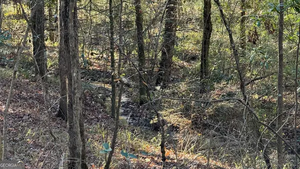 a view of forest