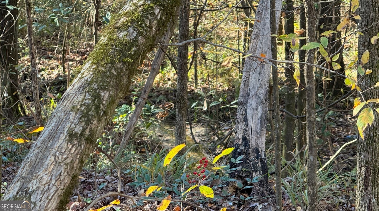 0 Deese Road, Unit TRACT A Ozark, AL 36360 - Photo 19 of 19