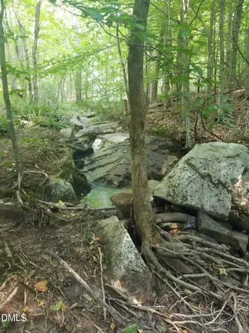a view of a yard with plants and large trees
