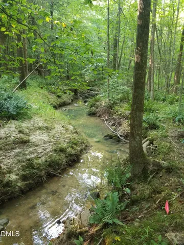 a view of a garden with plants and large trees