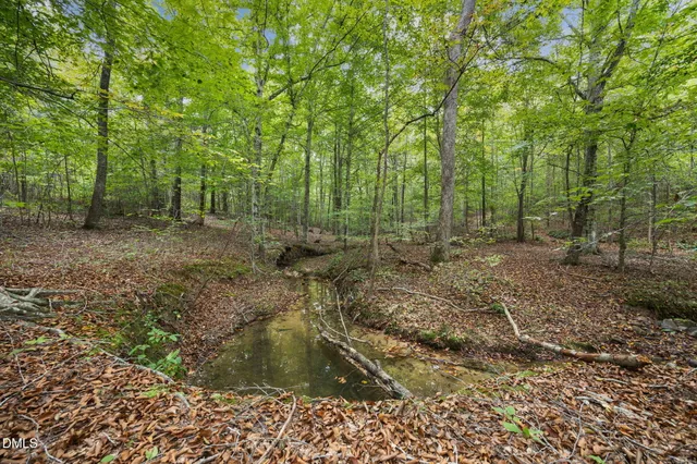 a view of a forest with trees in the background