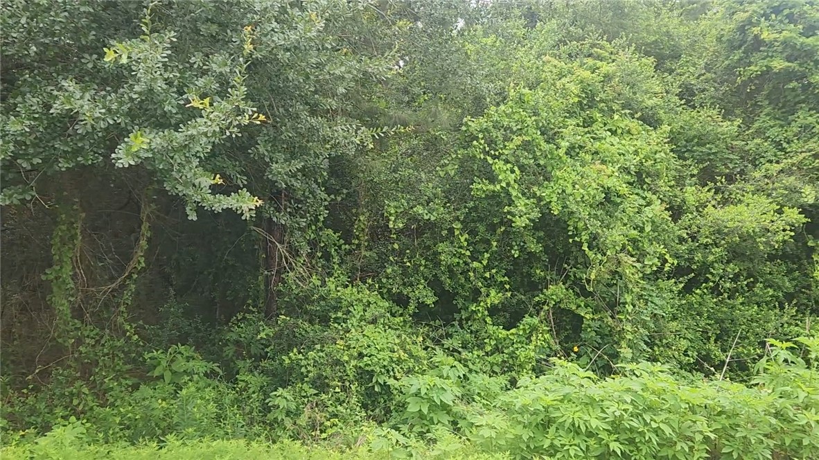 Lot 61 Greenfield Road Hempstead, TX 77445 - Photo 10 of 17 a view of a forest
