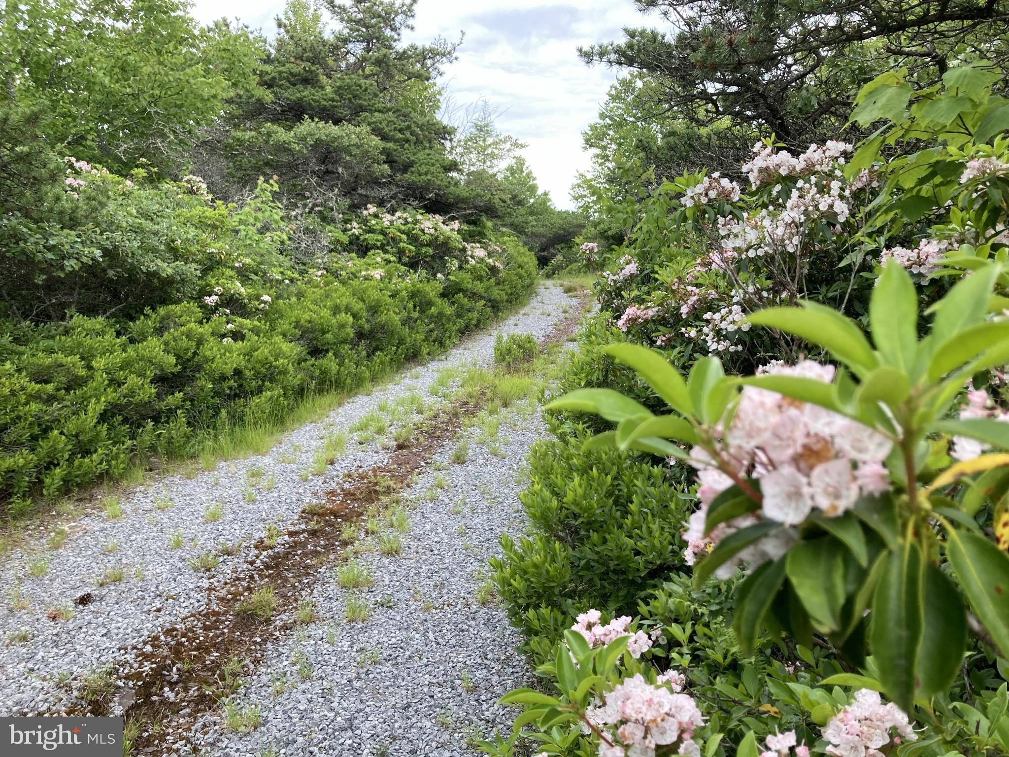 46 Pond Road Franklin, WV 26807 - Photo 21 of 28 a view of a garden with a plant