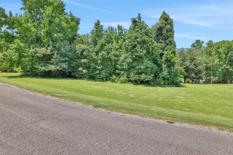 a view of a big yard with plants and large trees