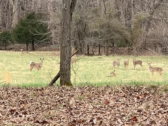 37 Horneker Road Eureka, MO 63069 - Photo 11 of 26 Gallery Image 11