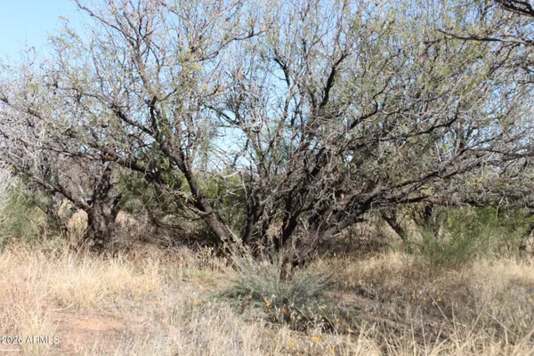 a view of a tree in a yard