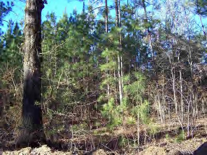 503 Walker Loop Road Ashland, LA 71002 - Photo 14 of 14 Gallery Image 14
