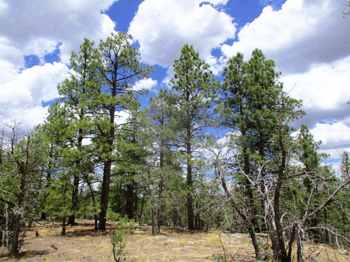 157 Forest Road Ramah, NM 87321 - Photo 46 of 71 Gallery Image 46