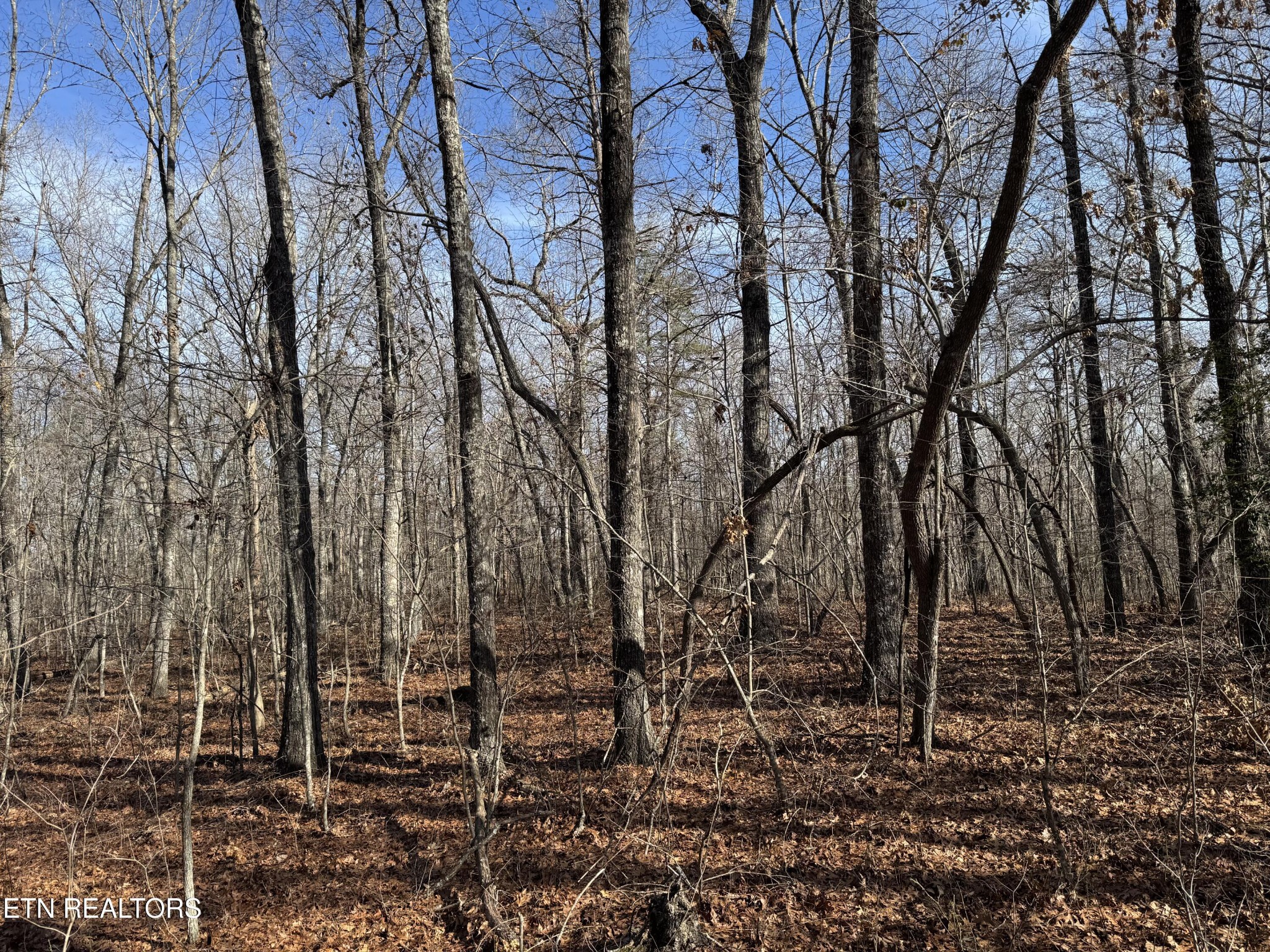 0 Sycamore Bend Monterey, TN 38574 - Photo 6 of 6 a view of a forest with lots of trees
