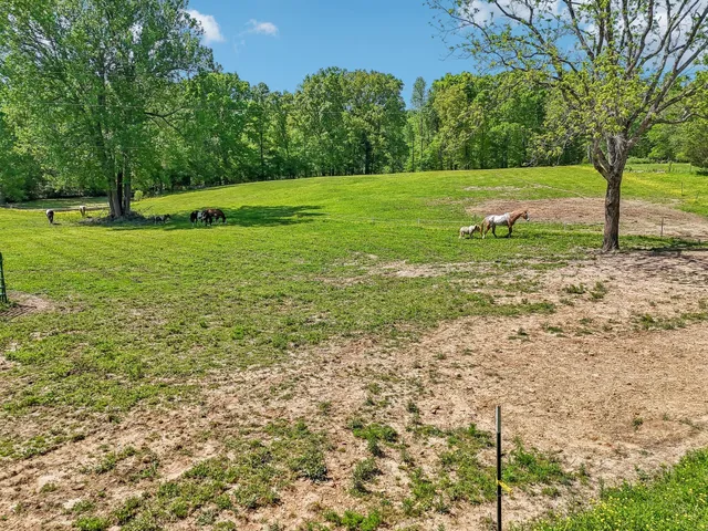 a view of a park with large trees