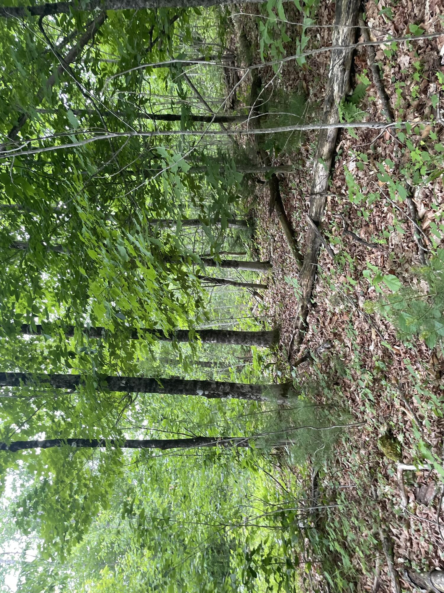 19 Swan Road New Sharon, ME 04955 - Photo 106 of 124 IMG_6309