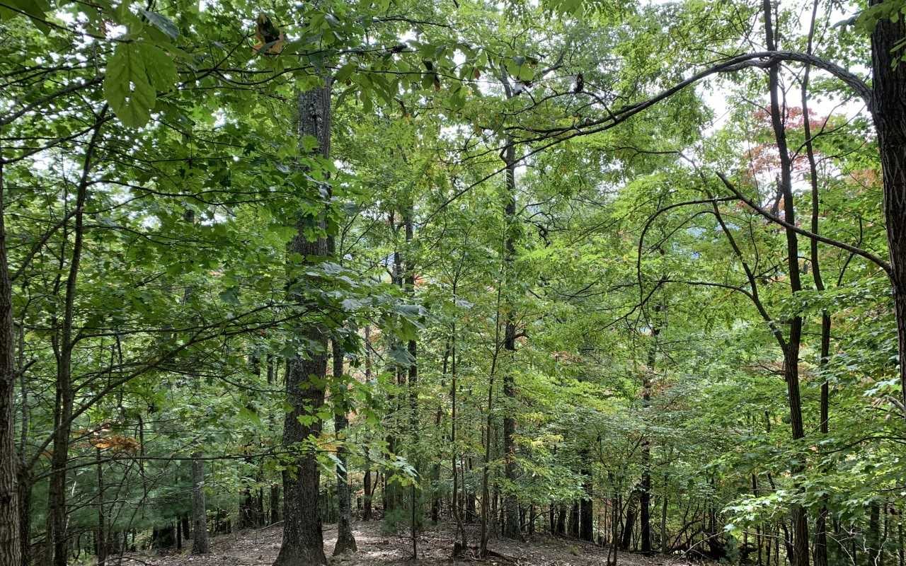 63 Bear Track Trail Morganton, GA 30560 - Photo 2 of 2 Additional View