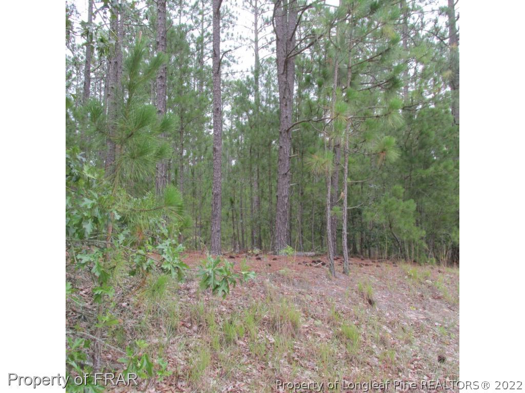 South River Road Autryville, NC 28318 - Photo 4 of 5 Gallery Image 4