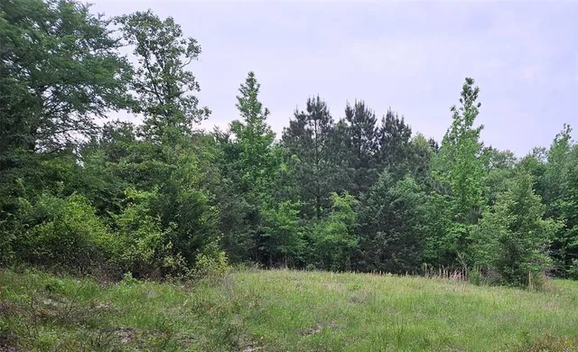 a view of a bunch of trees in a field