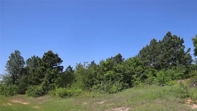 a view of a bunch of trees in a yard