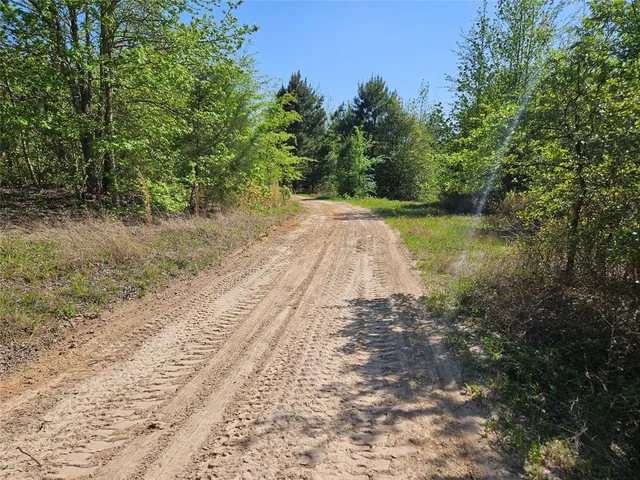 a view of a yard with plants and large trees