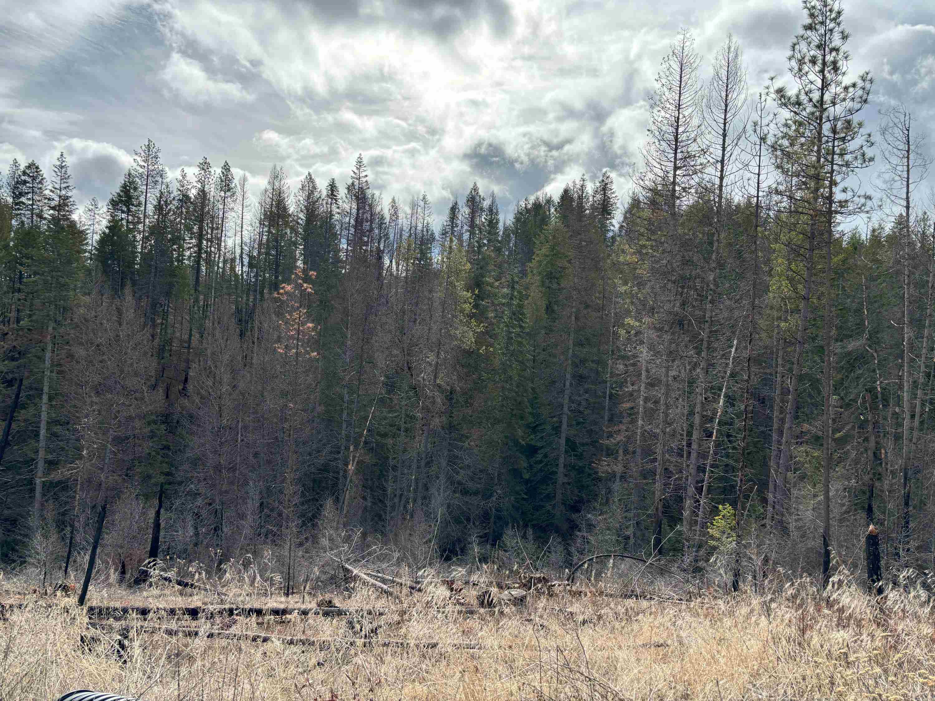 Lot 7 Rail Canyon Road Tumtum, WA 99034 - Photo 14 of 24 Gallery Image 14