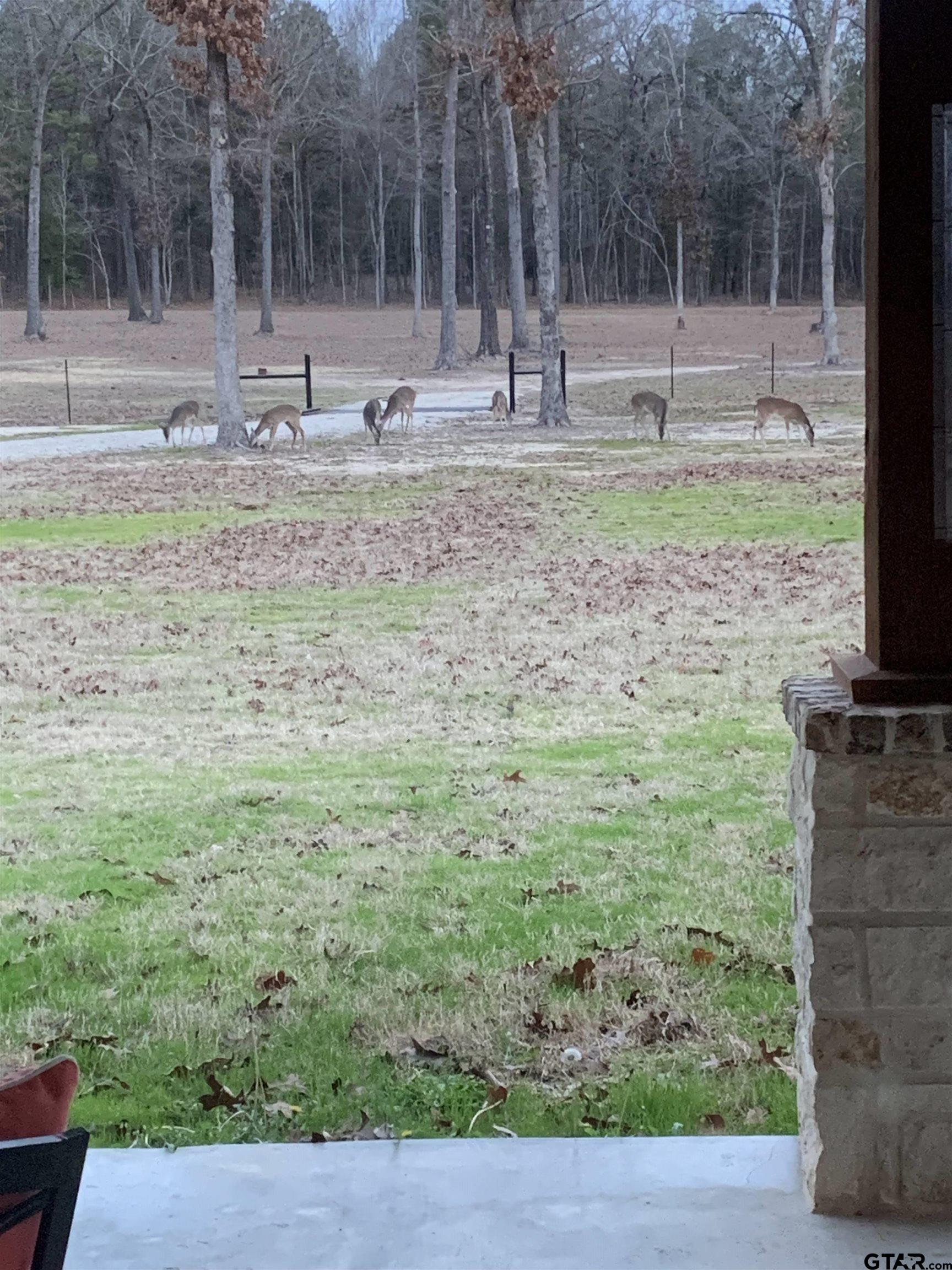343 Driskell Bridge Road Harleton, TX 75651 - Photo 4 of 42 a backyard of a house with lots of green space