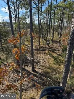 a view of a forest with trees