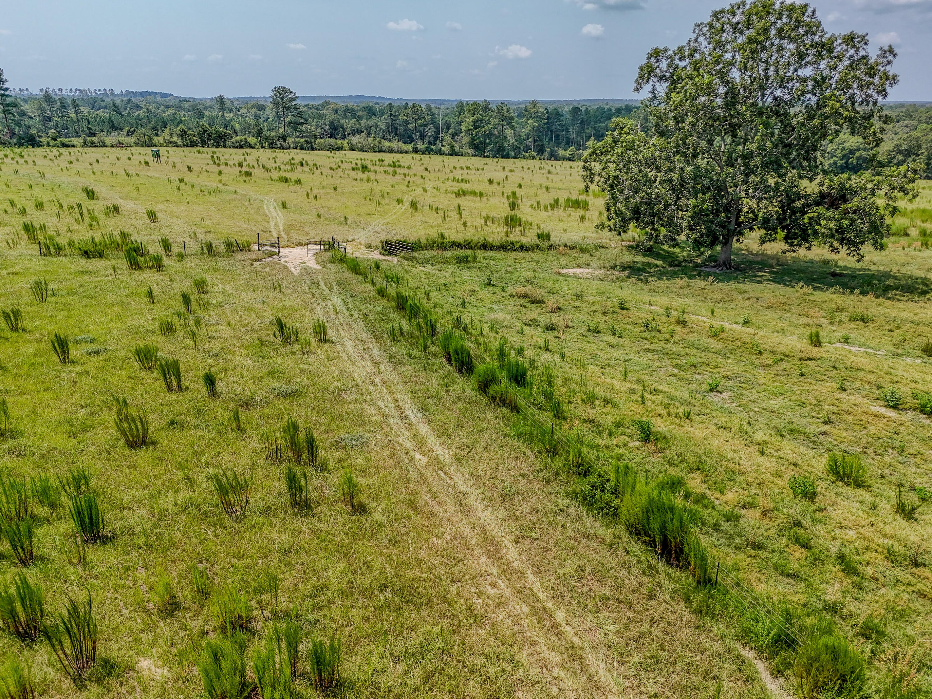 3957 Gopher Ridge Road Samson, AL 36477 - Photo 20 of 25 Gallery Image 20