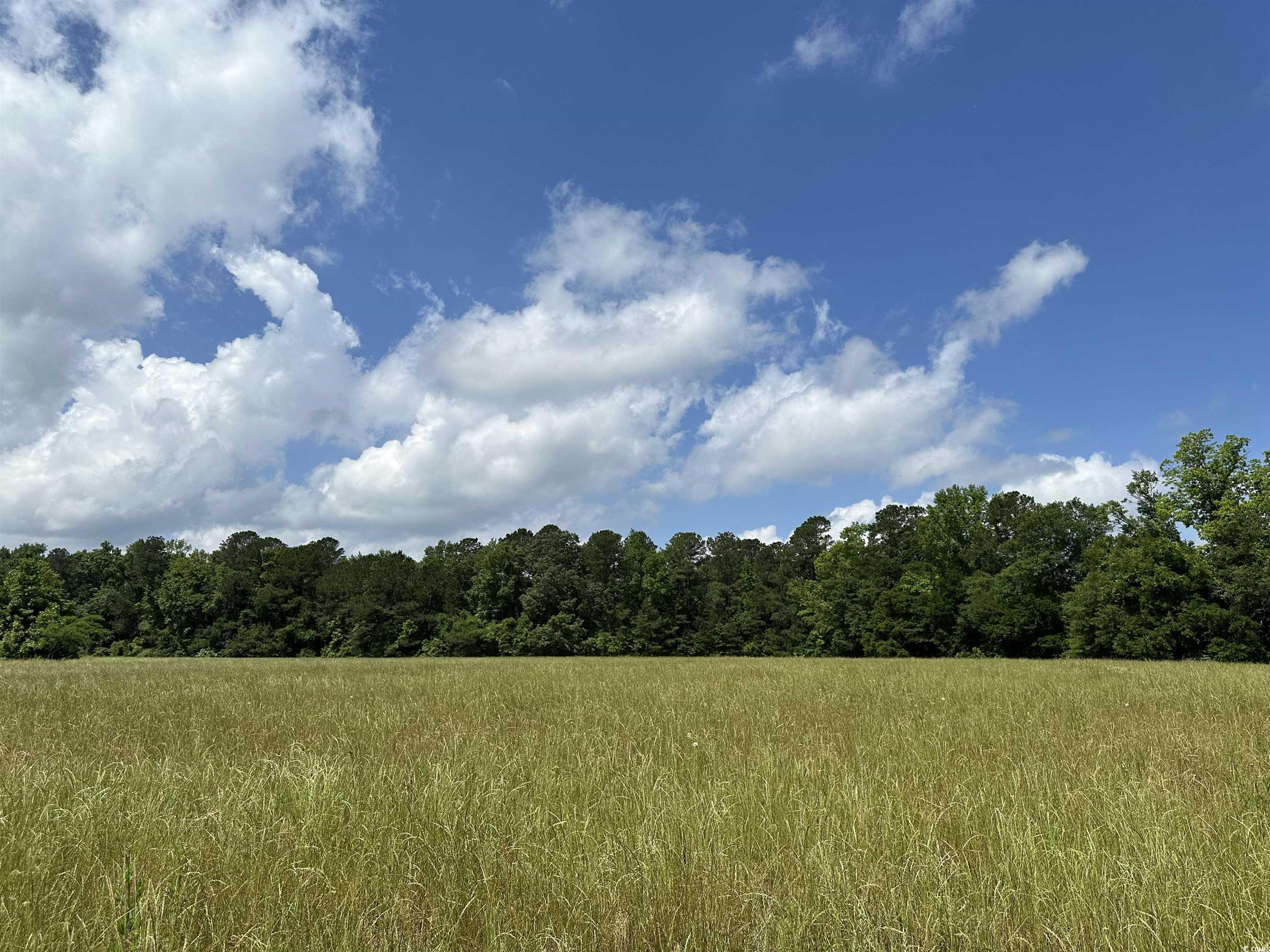 Tbd Tbd Mary Road Salters, SC 29590 - Photo 1 of 6 Gallery Image 1