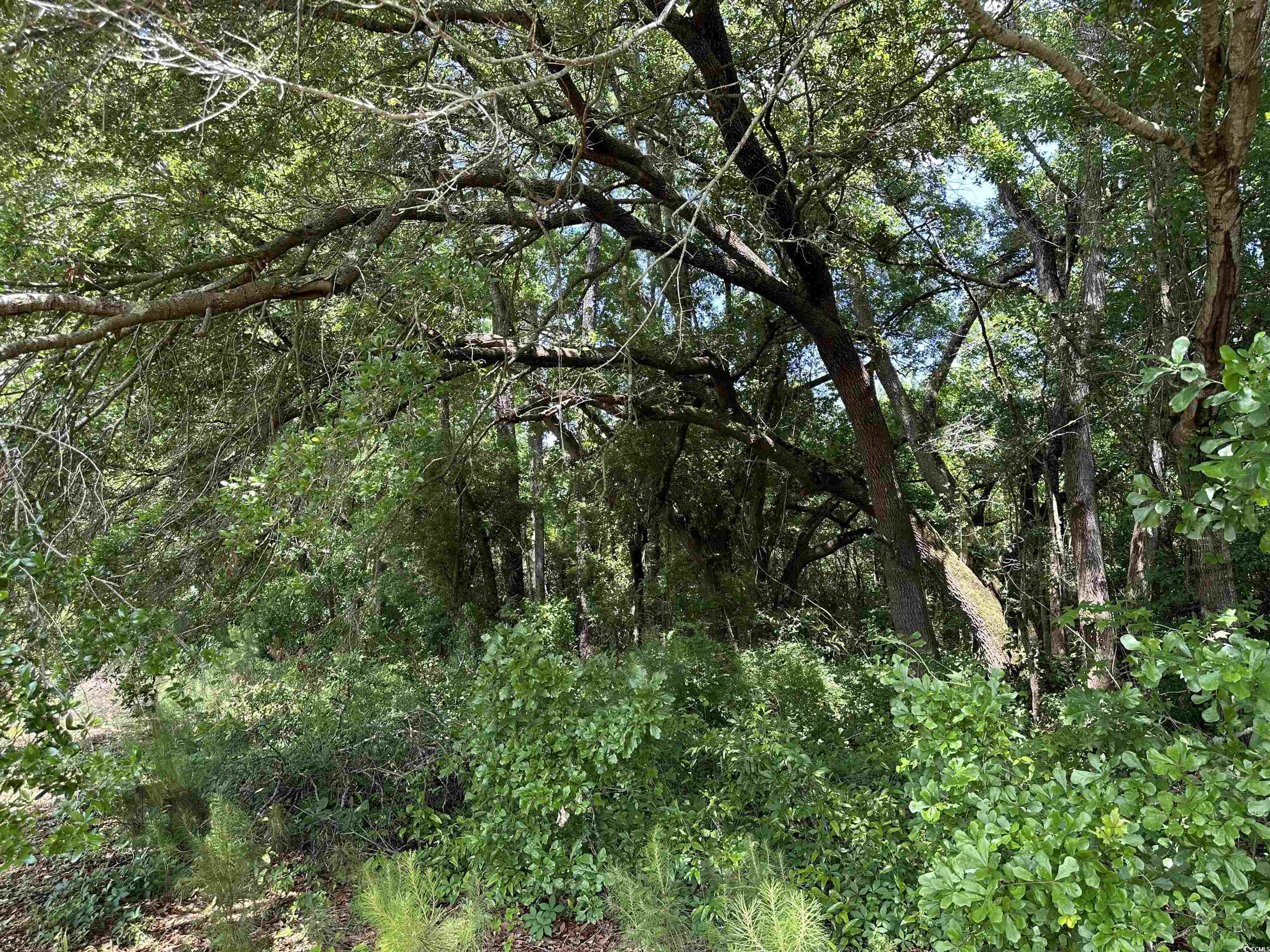 Tbd Tbd Mary Road Salters, SC 29590 - Photo 4 of 6 Gallery Image 4