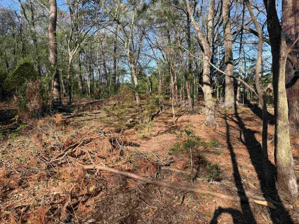 a view of a yard with large trees
