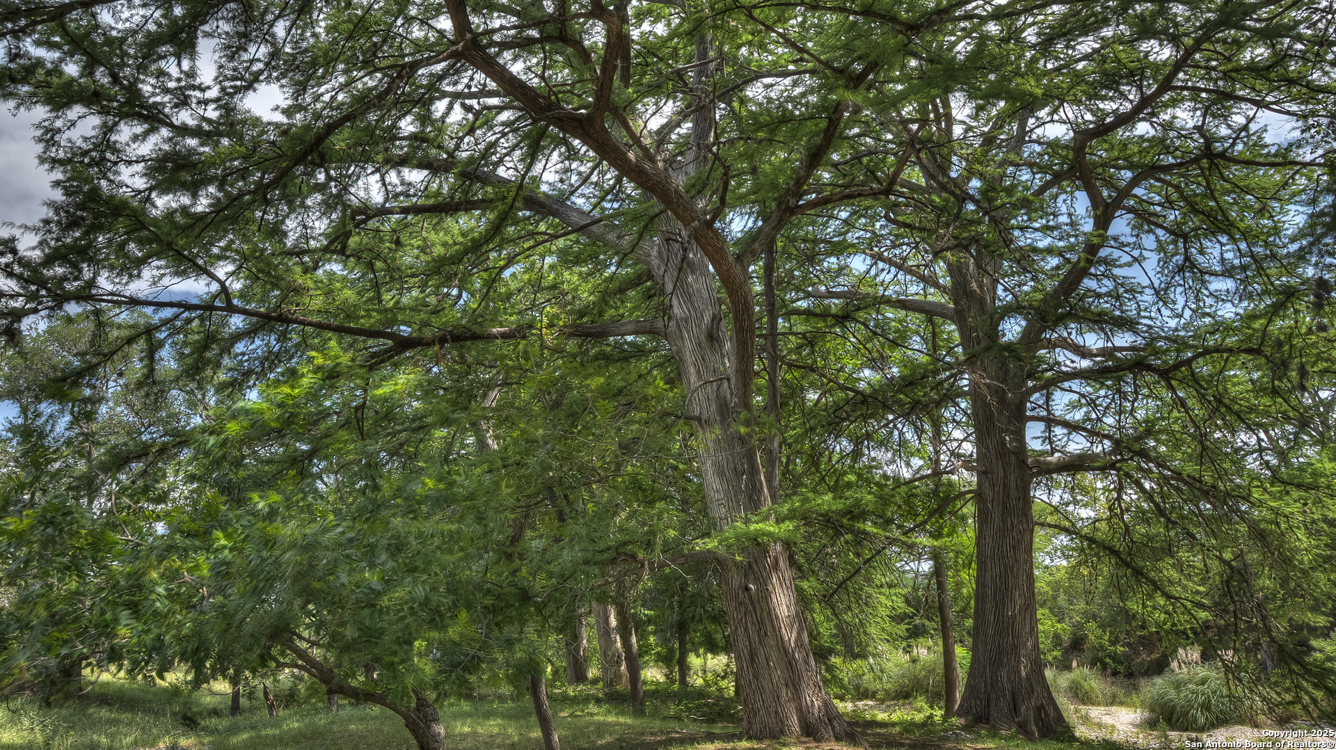 154 Weston Road Leakey, TX 78873 - Photo 7 of 39 a view of tree