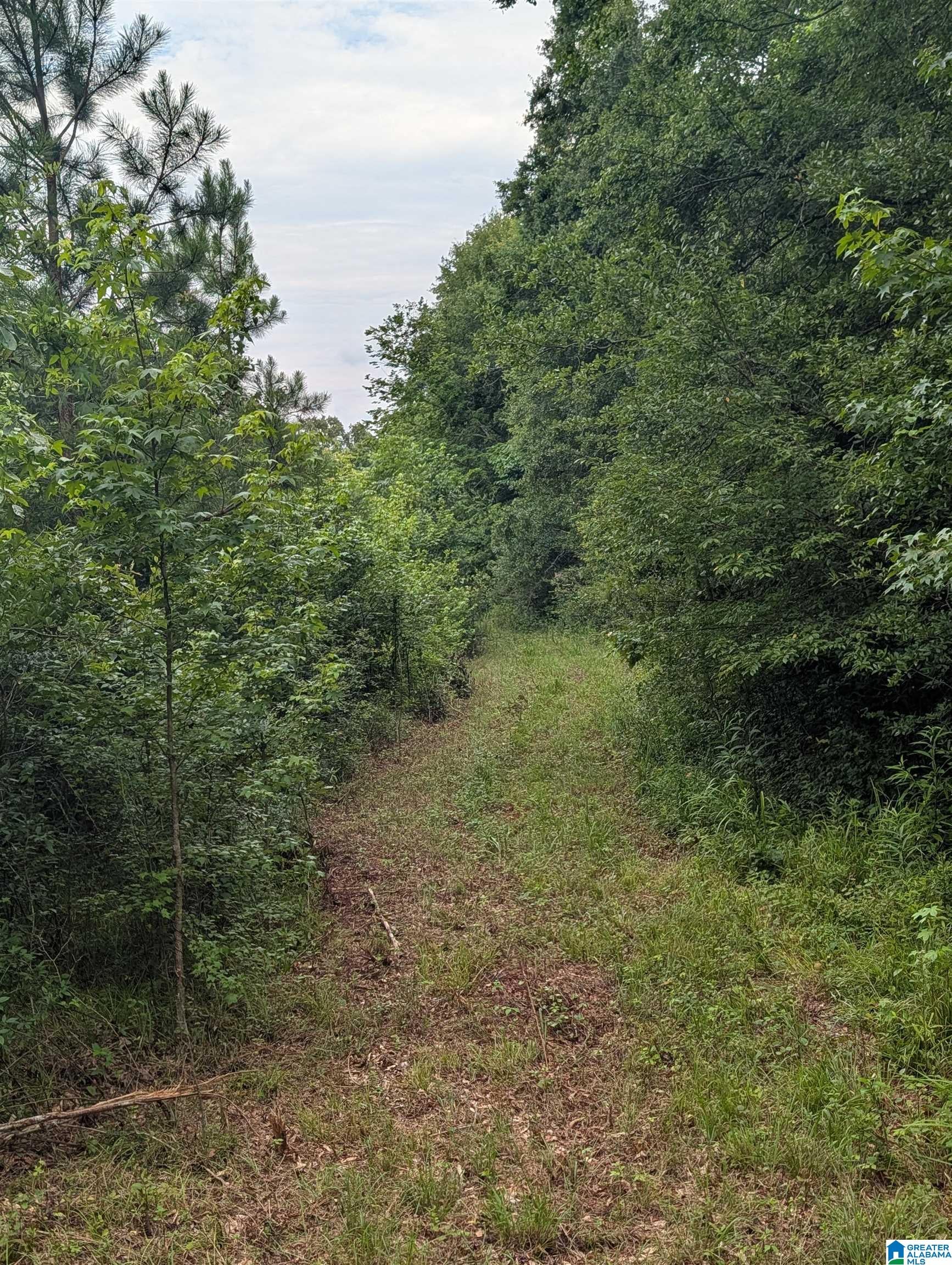 0 Barclay Road Alpine, AL 35014 - Photo 7 of 26 Gallery Image 7