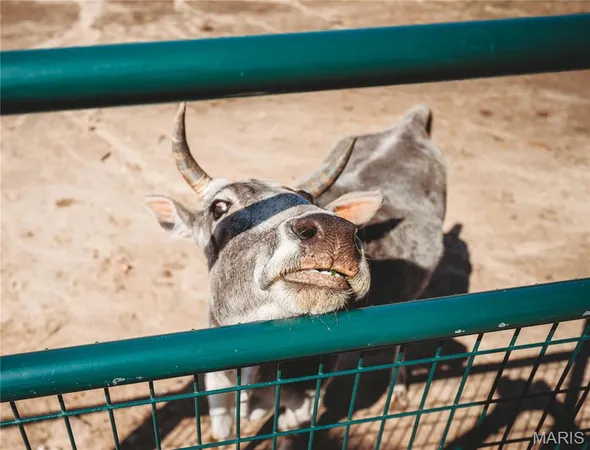 $499,900 | 20665 Private Drive 4361, Cook Sta, MO 65449