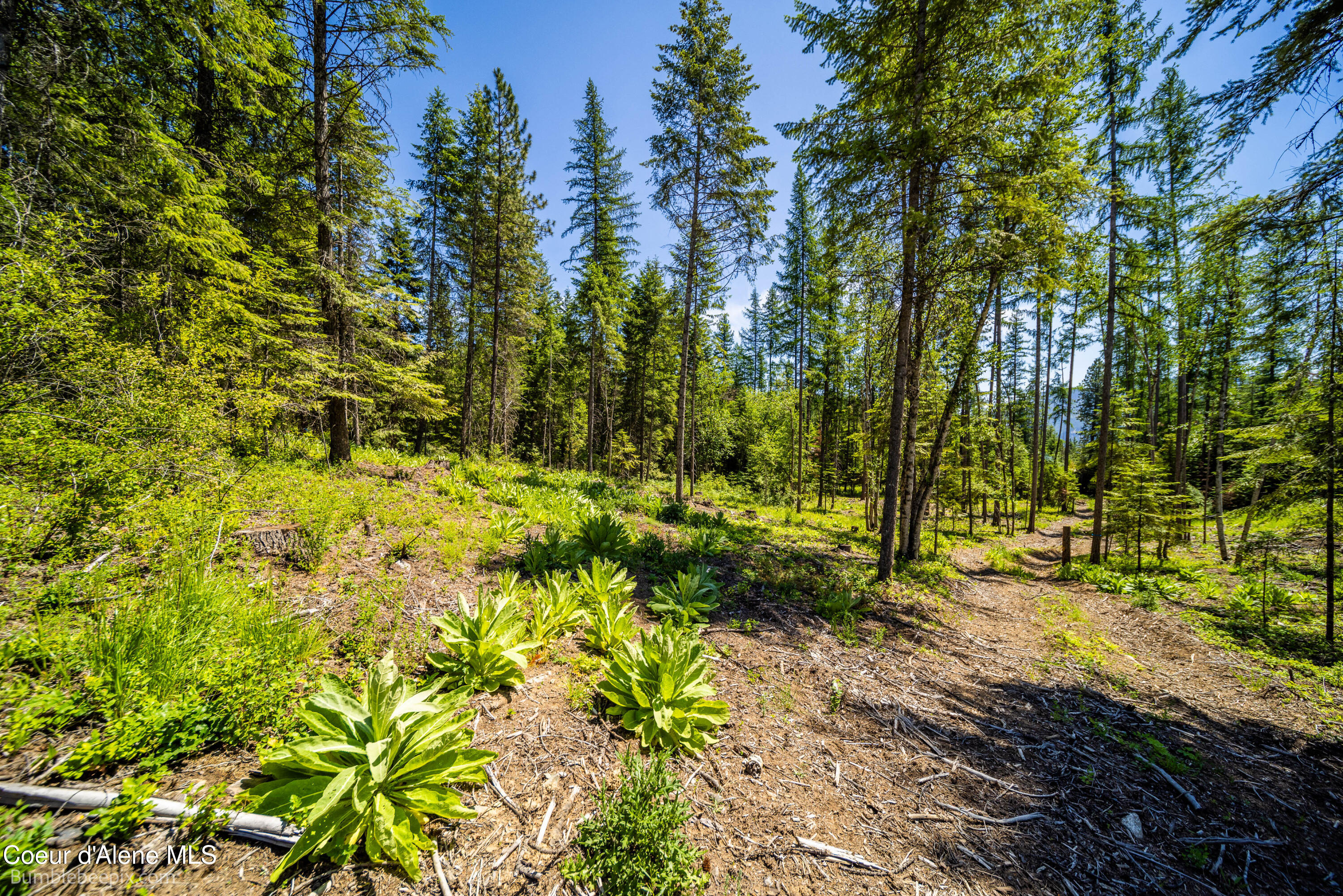 1140 Salee Creek Road Athol, ID 83801 - Photo 30 of 36 BB193281-44