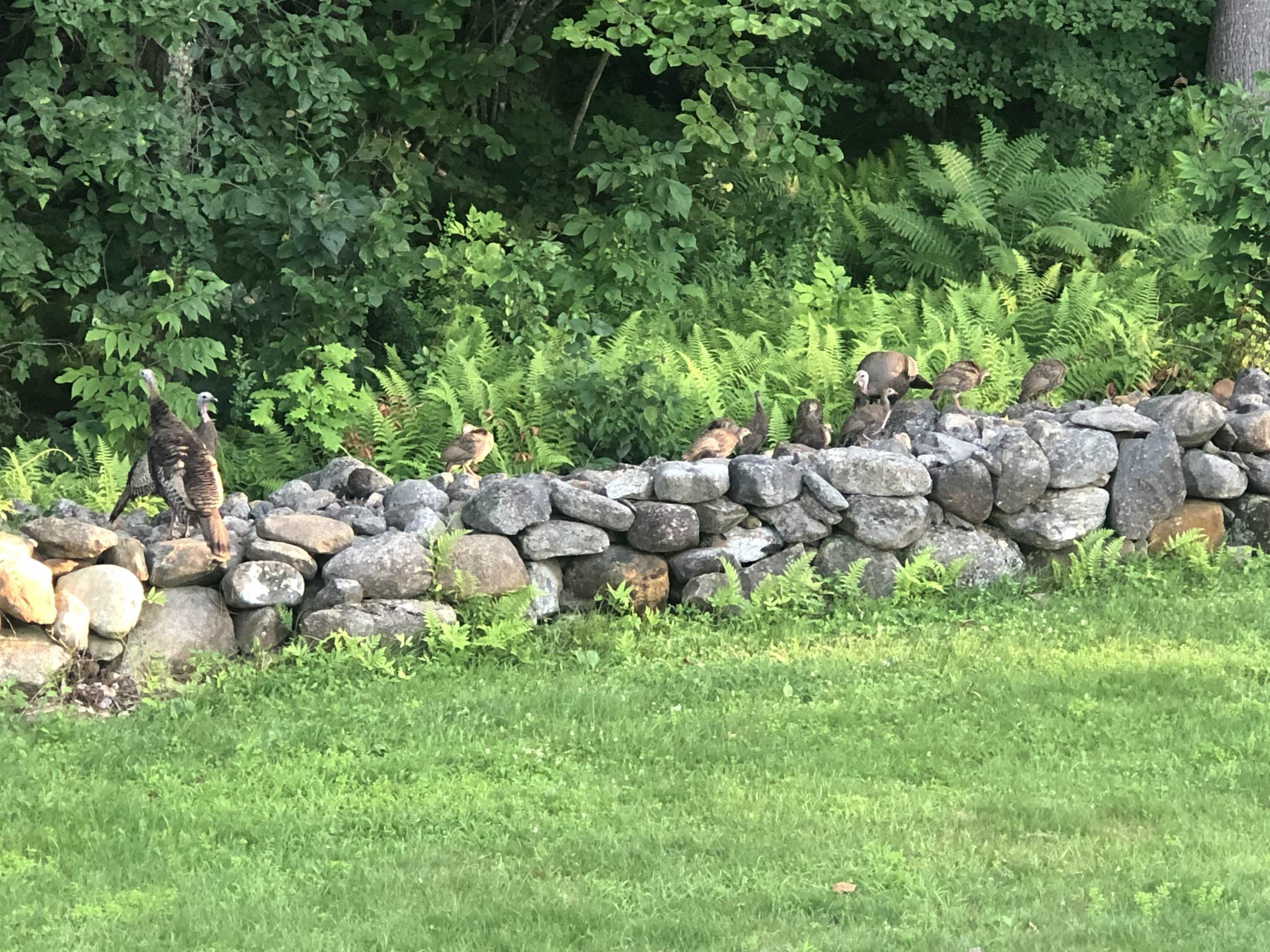 234 Paige Hill Road Goffstown, NH 03045 - Photo 39 of 50